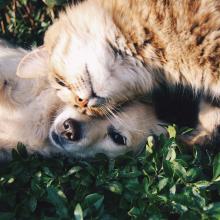 Comme chien & chat